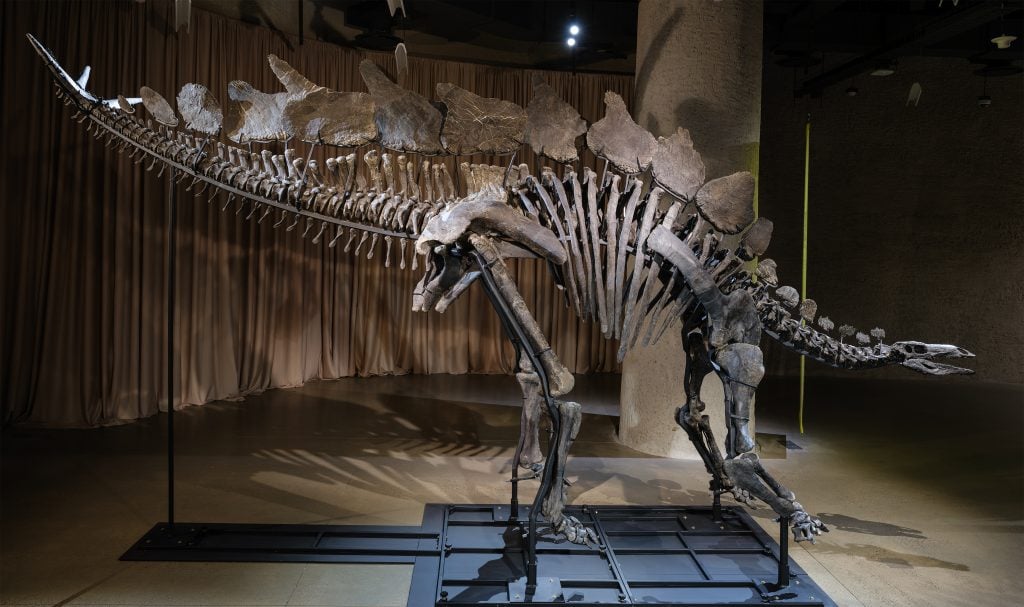 A stegosaurus skeleton on display