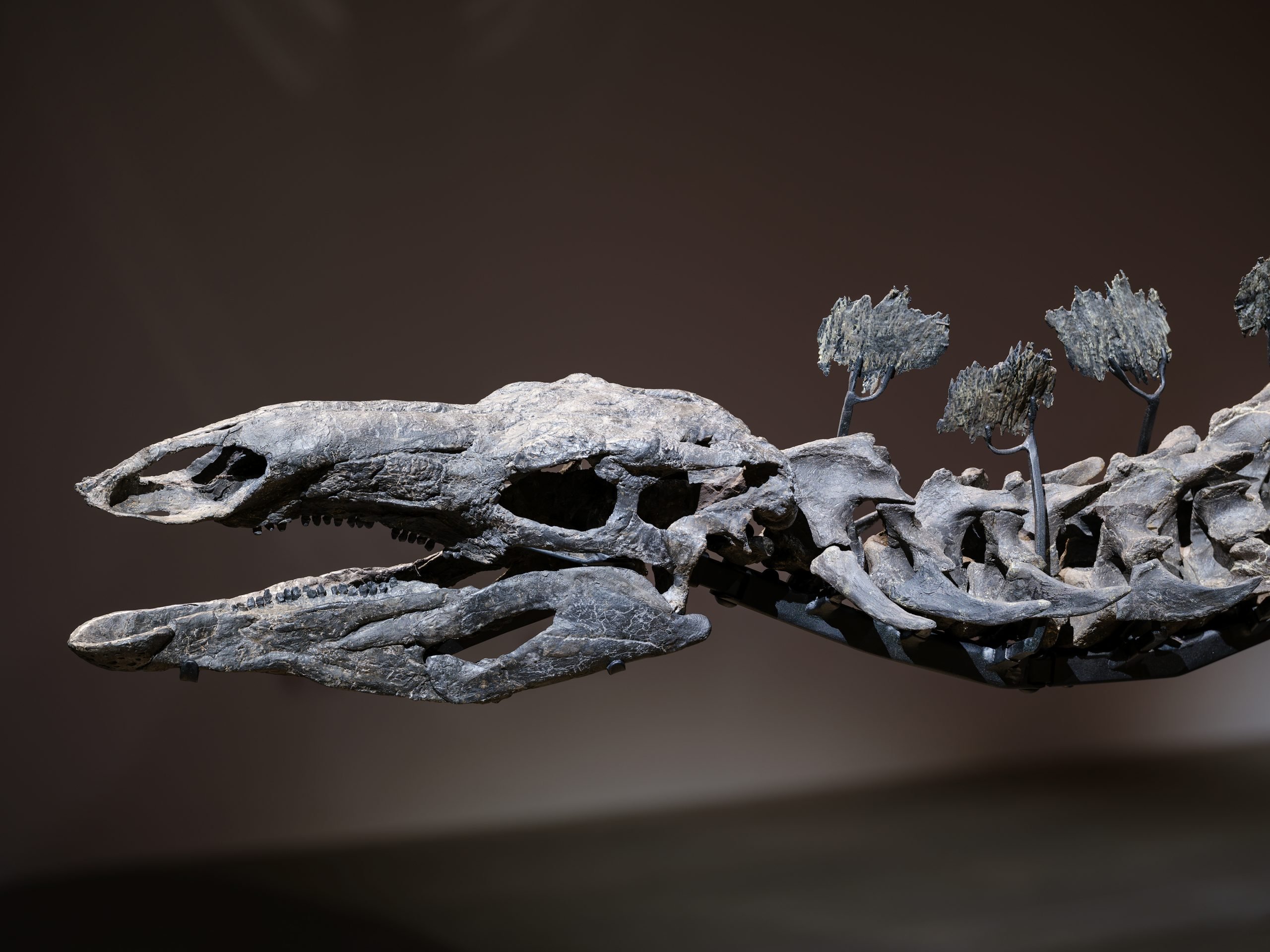 Close-up of a stegosaurus skull