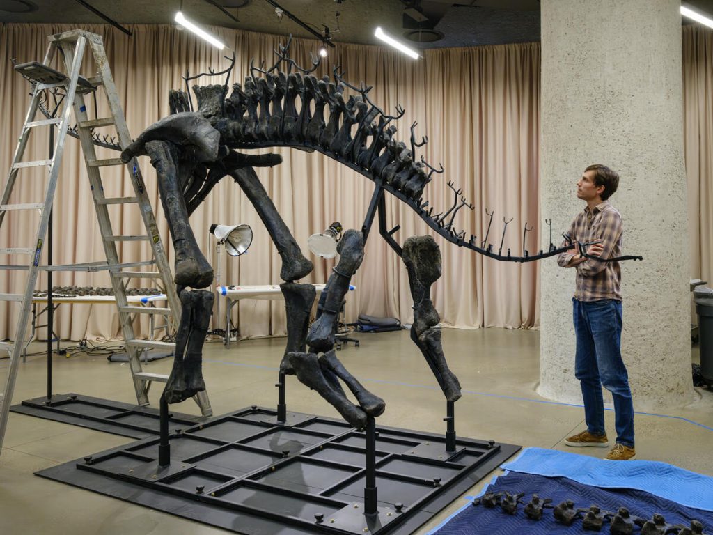 A photograph of a partially assembled stegosaurus skeleton, with a man standing and looking at it to the right.