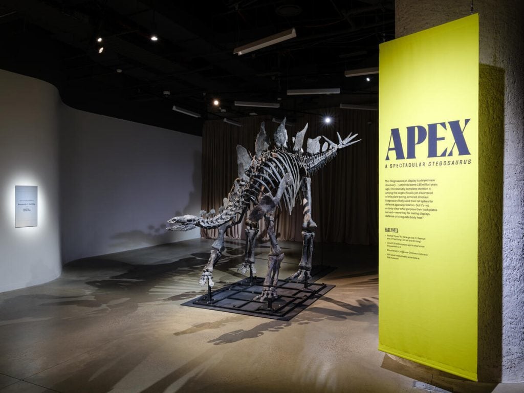 A photograph of a stegosaurus skeleton installed in a dark, dramatically lit museum gallery, with a yellow sign reading Apex with more information below it stationed to the dinosaur's right.