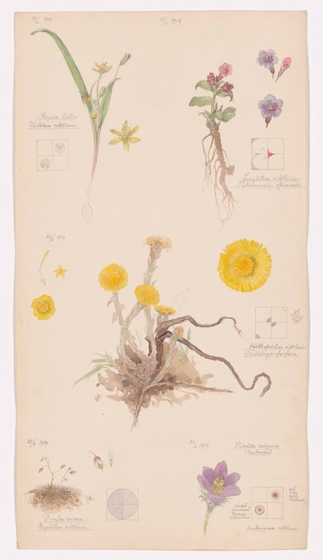 Sketches by Hilma af Klint of various flora