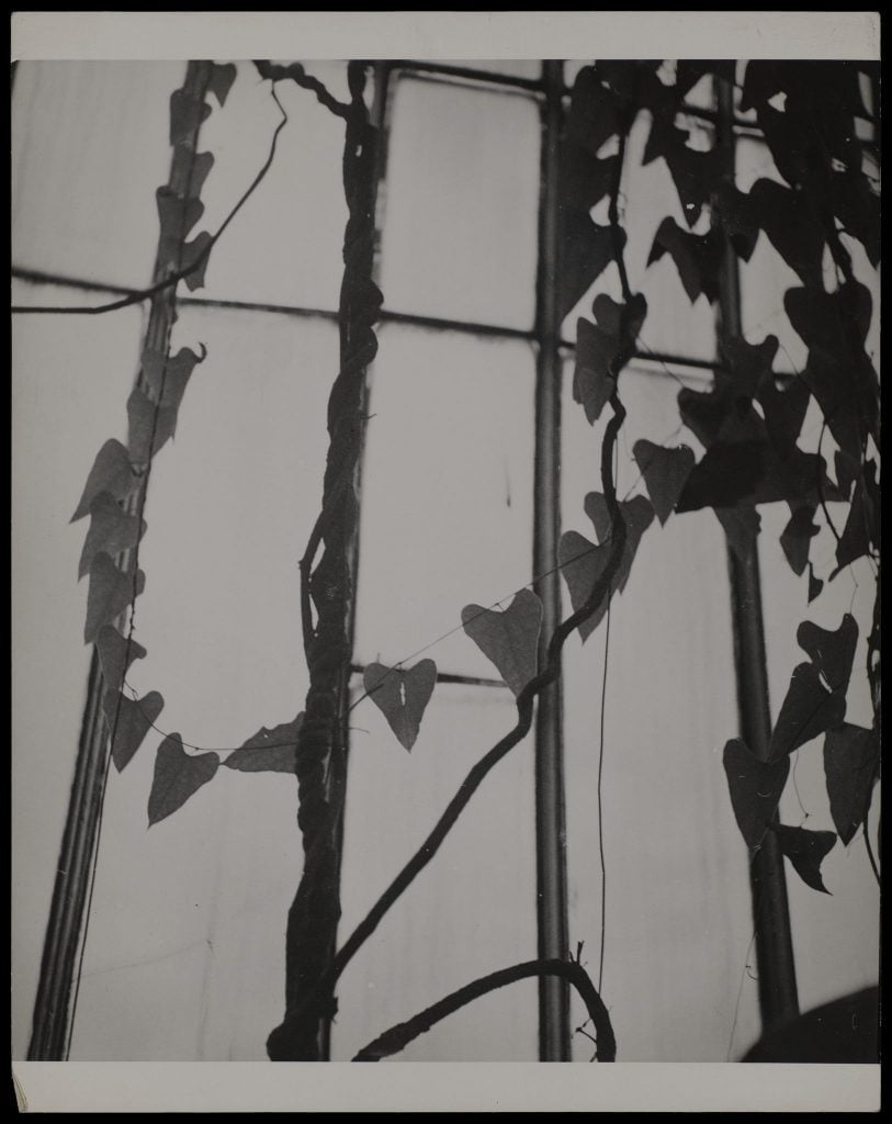 A black and white photograph depicting the shadows of a vertically-columned fence with lushly leaved vines growing over it.