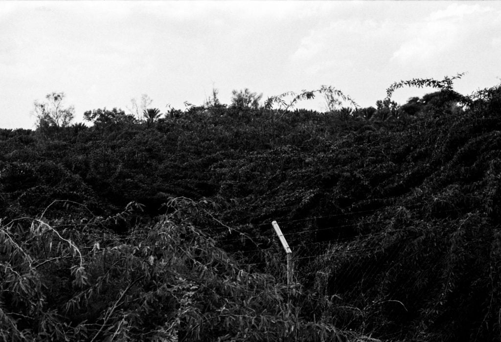 a black and white photograph of dense greenery through which runs a barbed wire fence