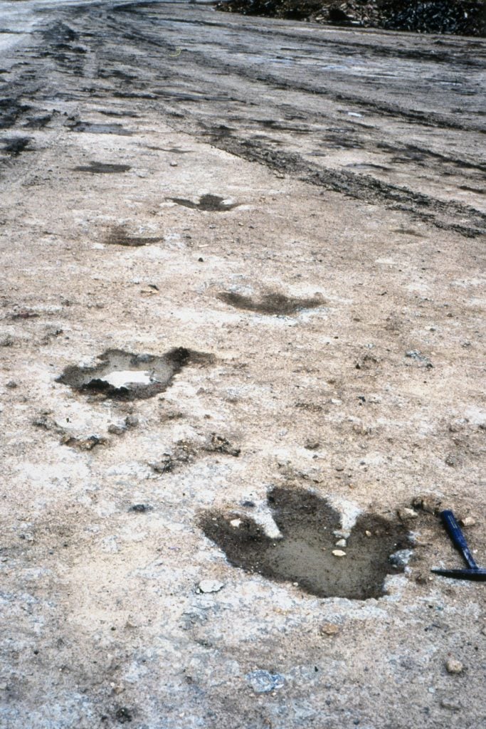 A line of preserved dinosaur footprints in a U.K. quarry