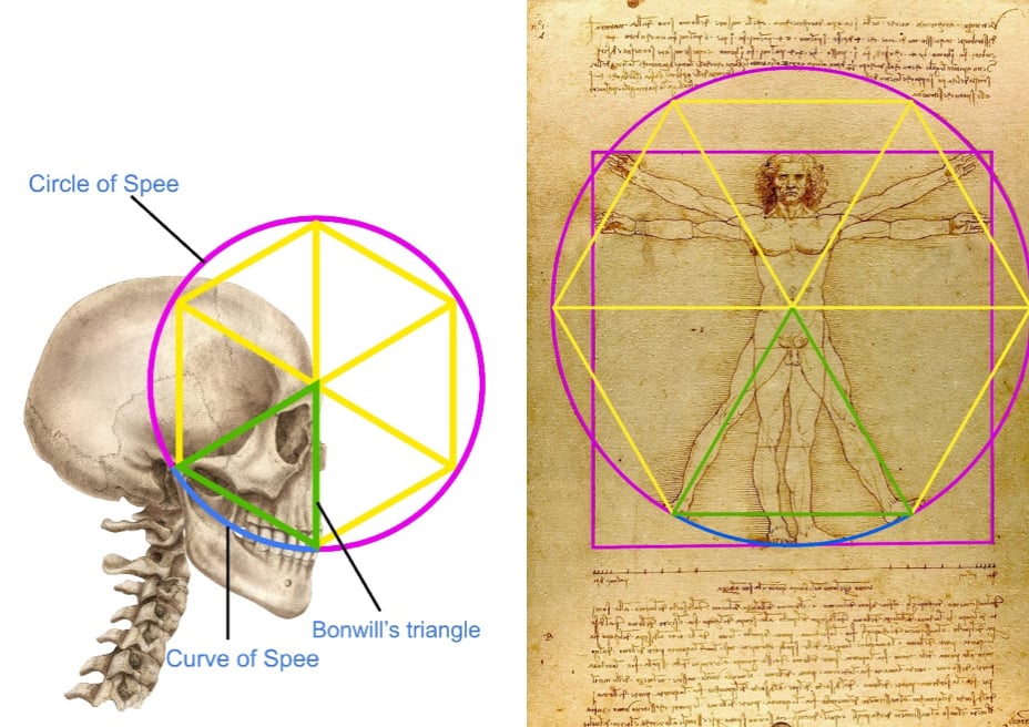 「ダビンチ: The Anatomy of Man」 Leonardo Da Vinci: The Anatomy of Man : Drawings from the