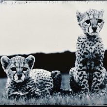 Black-and-white photograph by Peter Beard showing two young cheetah cubs in the grass at Mweiga near Nyeri, Kenya, taken in 1968. One cub lies down facing the viewer while the other sits upright beside it, both with expressive, alert gazes. The background fades softly into a dark horizon beneath a pale, open sky. Handwritten captions border the image, noting its title and location. The photo combines naturalistic wildlife portraiture with an artistic, documentary sensibility.