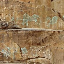 Ancient Saudi Arabian rock art depicting camels engraved into sandstone cliff, showcasing early desert life.