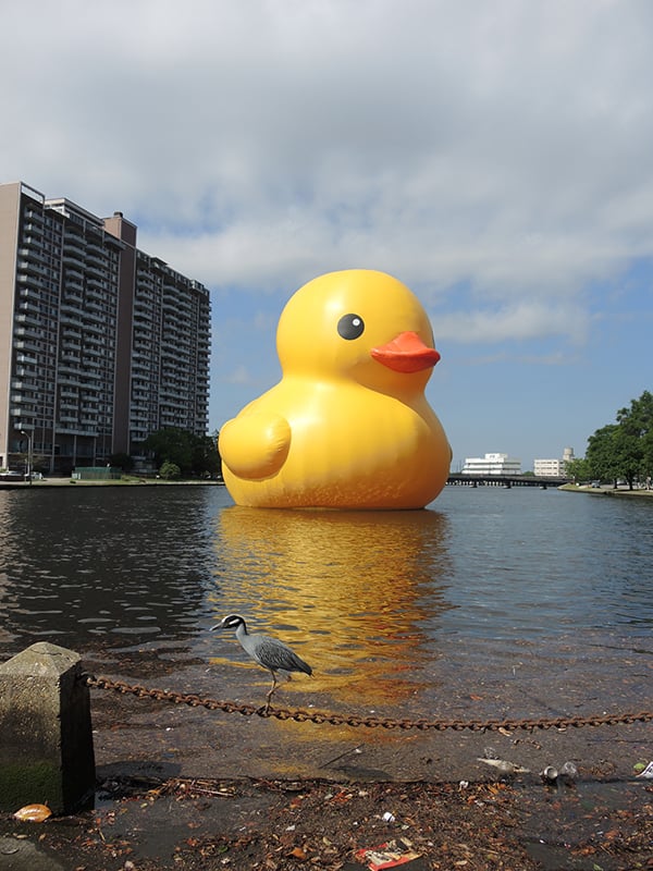 Hofman's Giant Rubber Duck Heads to Seoul News