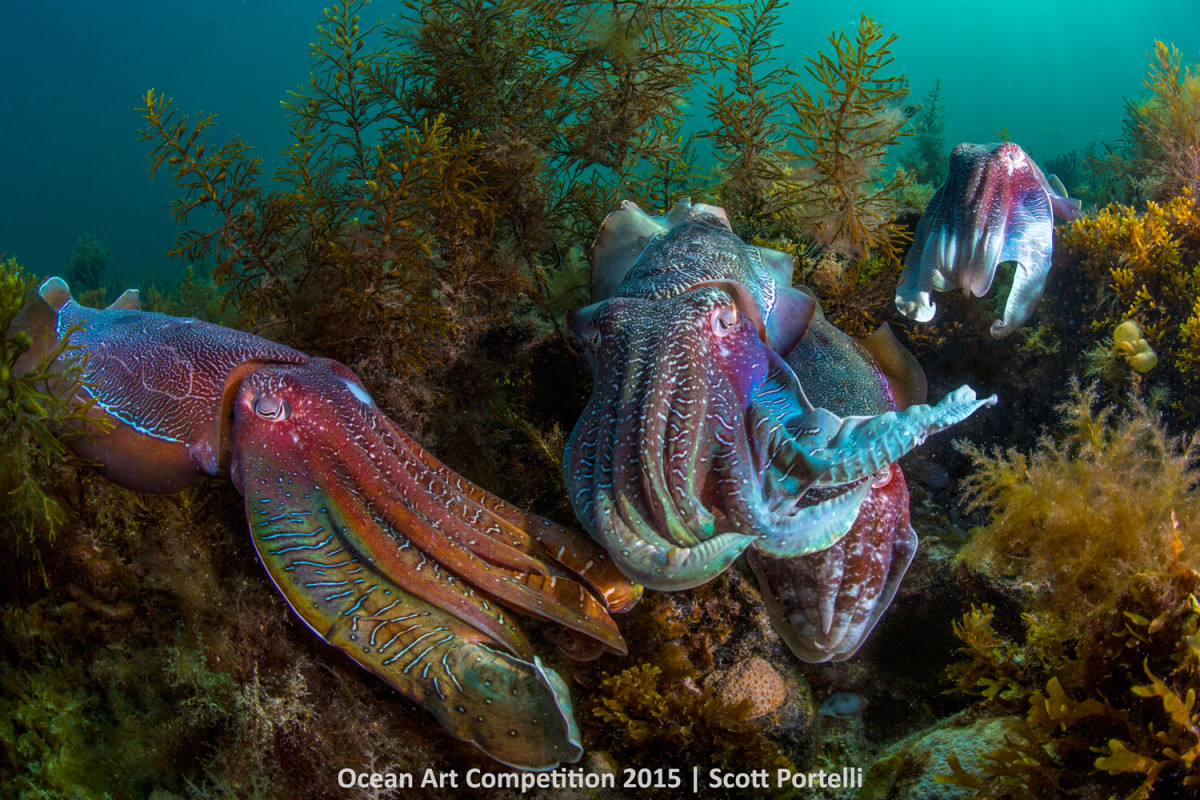 Ocean Art Underwater Photo Contest Winners - artnet News